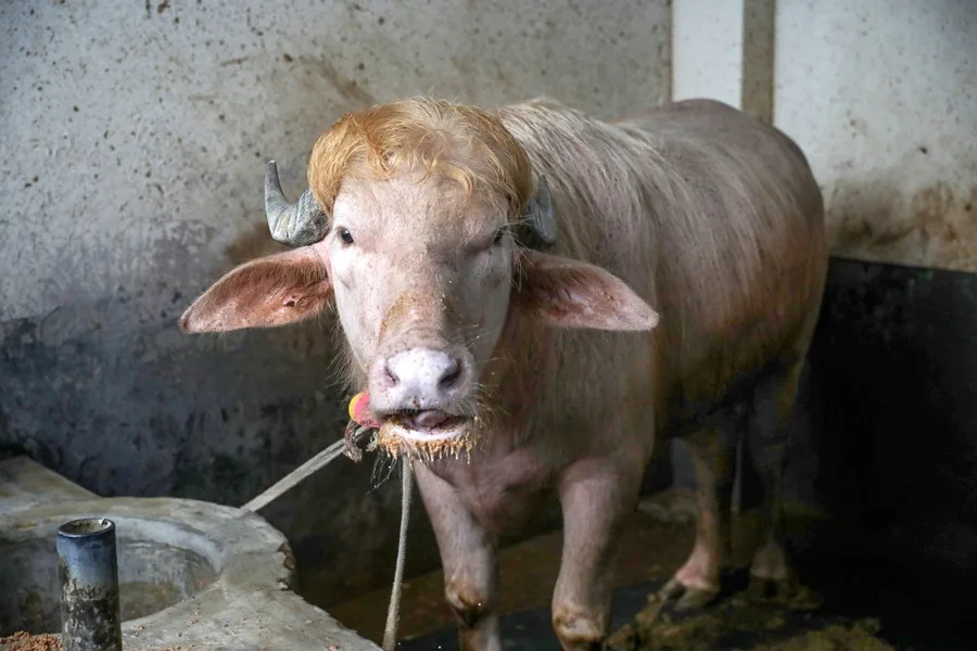 Búfalo Albino con Similaridades a Donald Trump Causa Furor en Bangladés