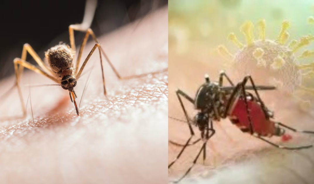 Texas Reporta el Primer Caso Humano del Virus del Nilo Occidental de 2026