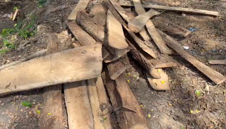 Denuncian tala de árboles en construcción del Zoo Botánico de Moca; piden supervisión ambiental