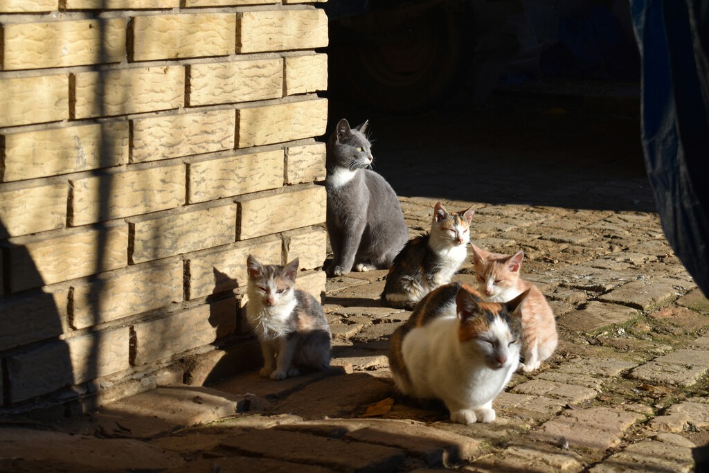 Protestas en Alicante por la gestión de colonias felinas bajo la Ley de Bienestar Animal