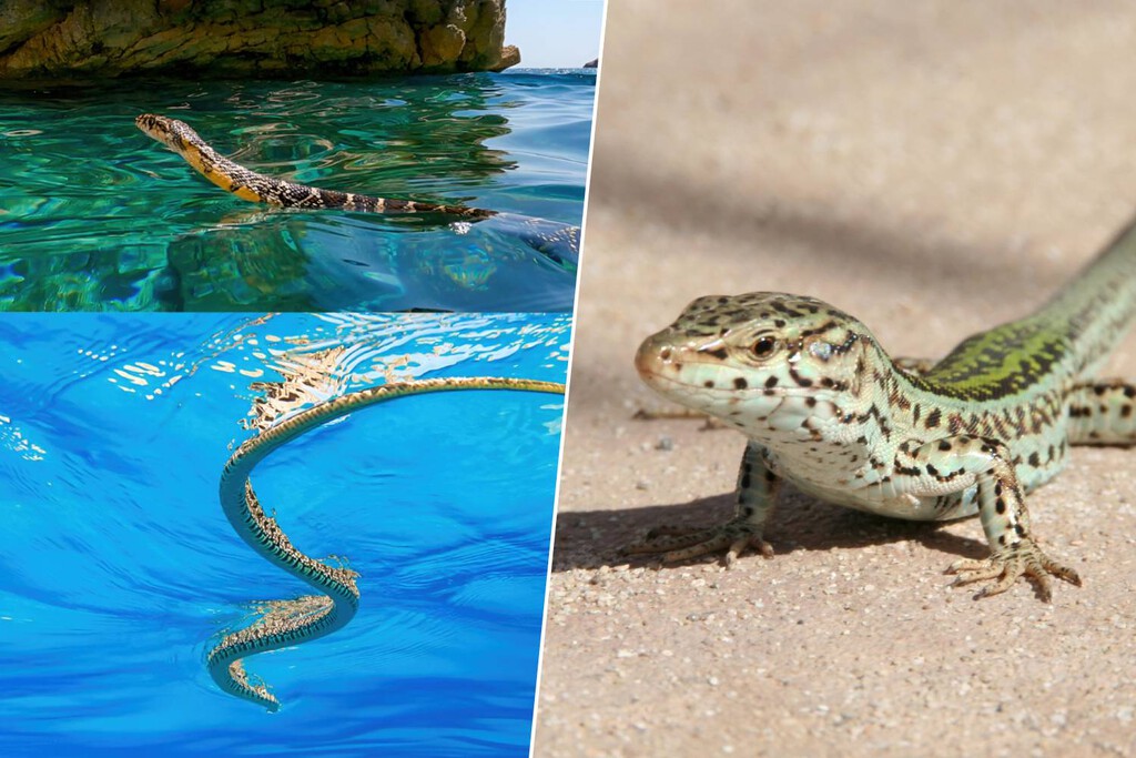 Serpientes invasoras amenazan la lagartija pitiusa en Ibiza