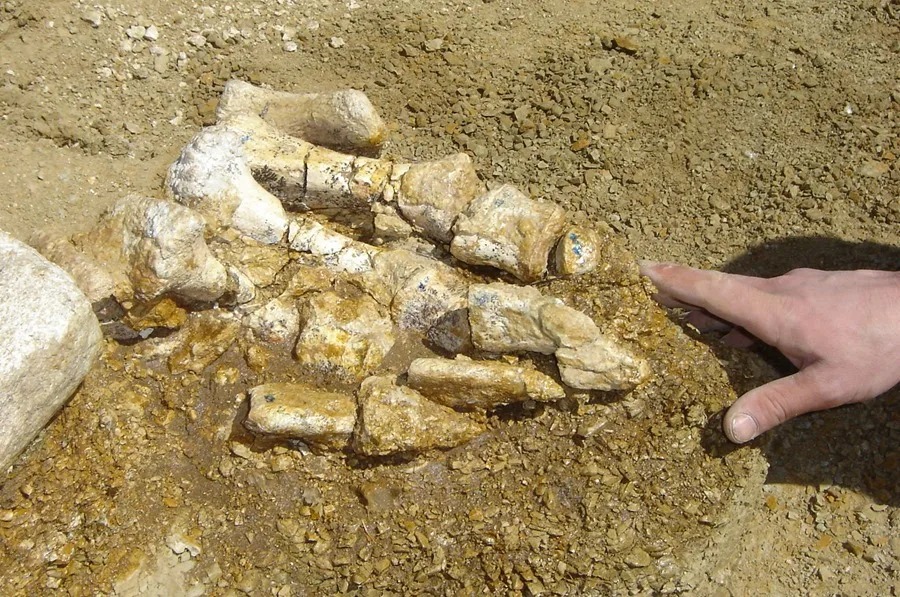 Descubren en un cajón el primer fósil de dinosaurio hallado en la Antártida