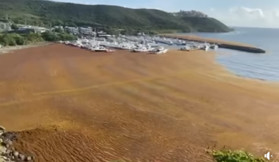 Investigador Explora la Transformación del Sargazo en Alimentos Ante Niveles Históricos en el Caribe
