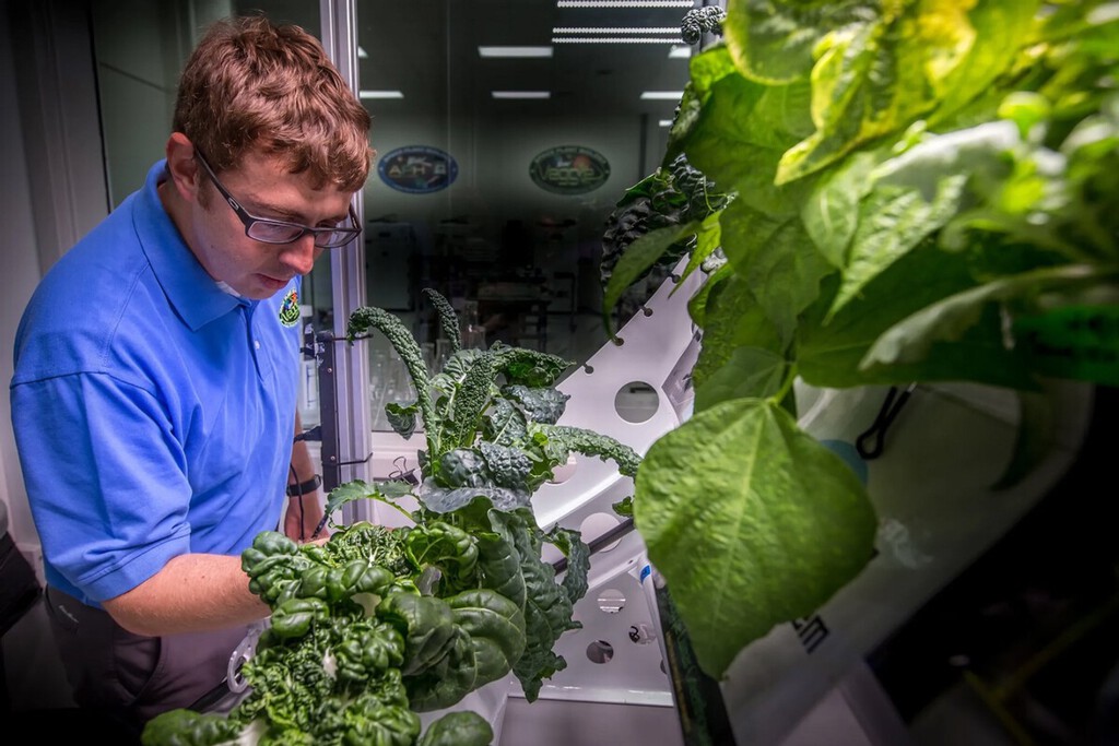 Descubren que las lechugas cultivadas en el espacio son más vulnerables a patógenos