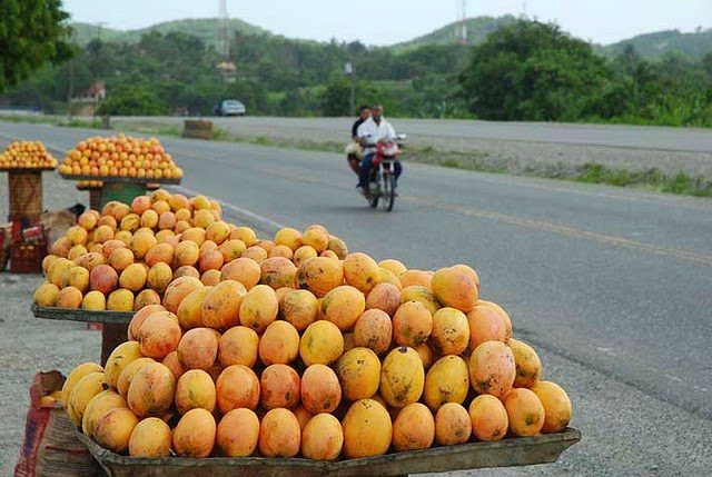 Productores de Mango en Baní Enfrentan Crisis por Plaga y Bajas Ventas