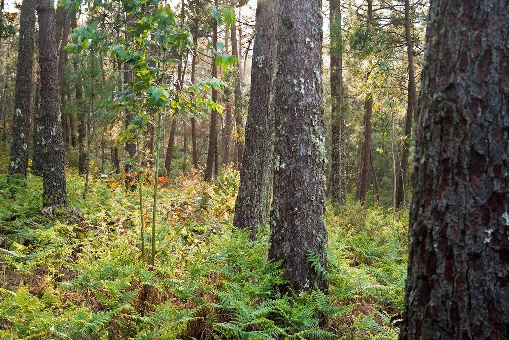 El Eucalipto en España: Impacto Ecológico y Conflicto de Intereses tras Décadas de Reforestación