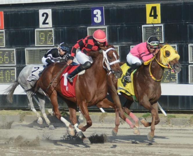 Distribución de Premios del Pool de 6 en el Hipódromo Quinto Centenario: RDNULL,456.00 Repartidos