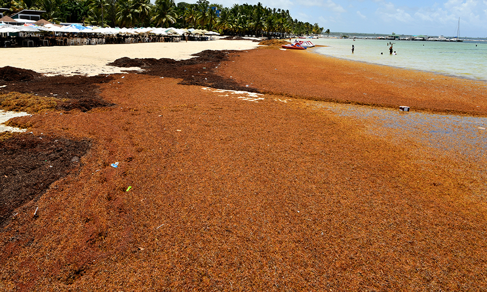 El sargazo alcanza niveles críticos sin precedentes en el Caribe, alertan autoridades ambientales
