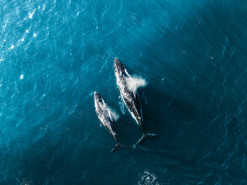 Descubren un Cementerio de Ballenas de 1.200 Kilómetros en el Océano Índico a 7.000 Metros de Profundidad