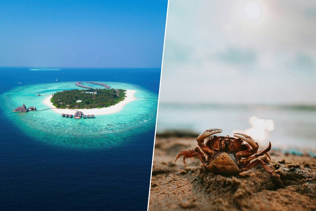 Descubierta en Fiyi una Isla de Origen Desconocido Compuesta Mayormente por Conchas de Mariscos
