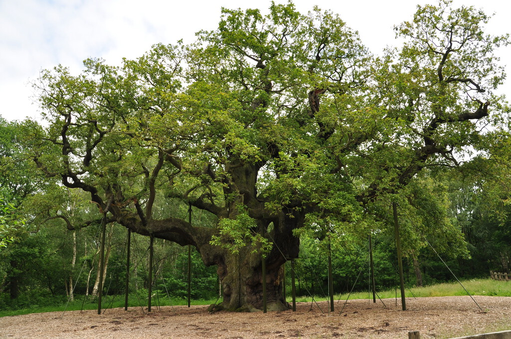 La muerte del Major Oak: un símbolo de la crisis climática y la pérdida de árboles milenarios en Europa