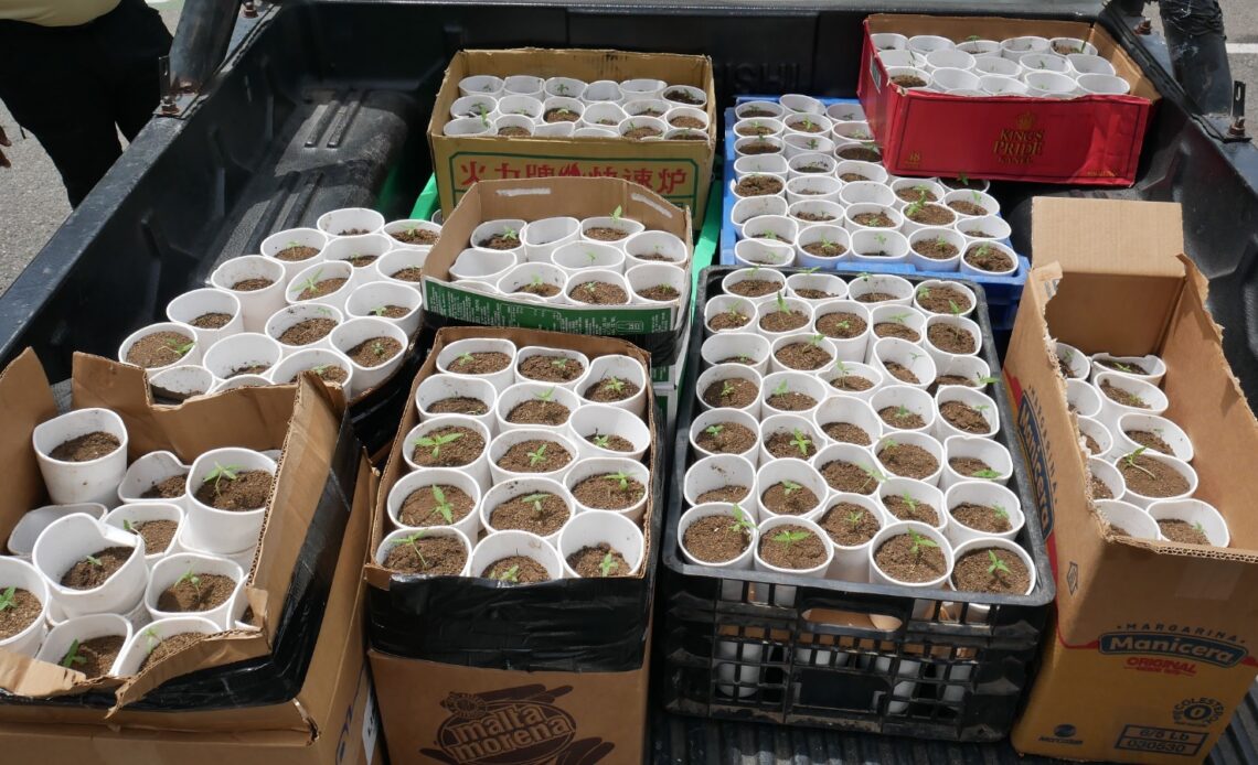 Incautadas Más de 400 Plantas de Marihuana en Santo Domingo Oeste