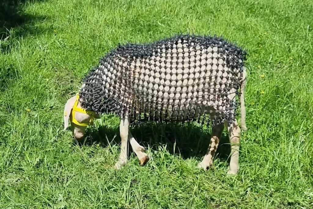 Ovejas con Armadura de Pinchos: Una Solución Singular para la Protección del Ganado ante Depredadores