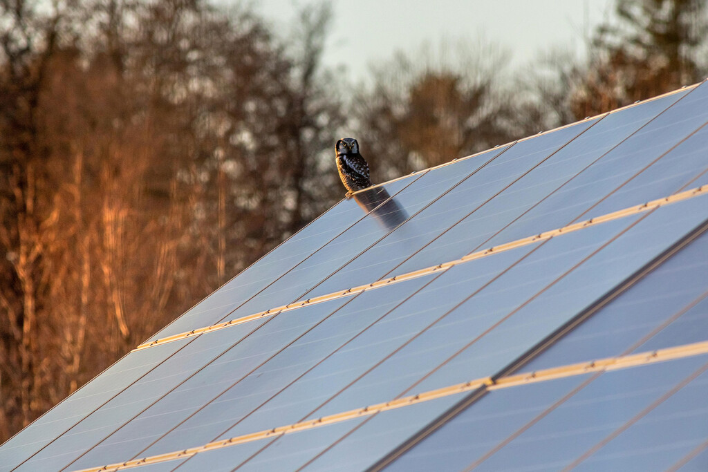 Parques Solares: Refugios Inesperados para la Biodiversidad