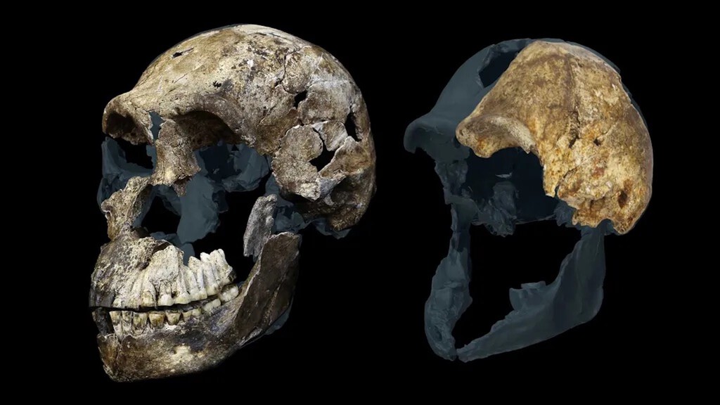 El misterio de los Homo naledi: un yacimiento fósil sugiere una población exclusivamente femenina
