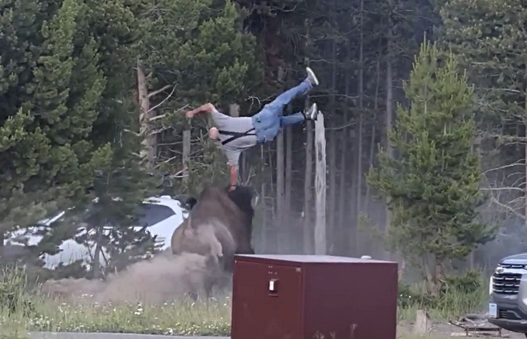 Turista es Emboscado por un Bisonte en Yellowstone Tras Acercamiento Peligroso
