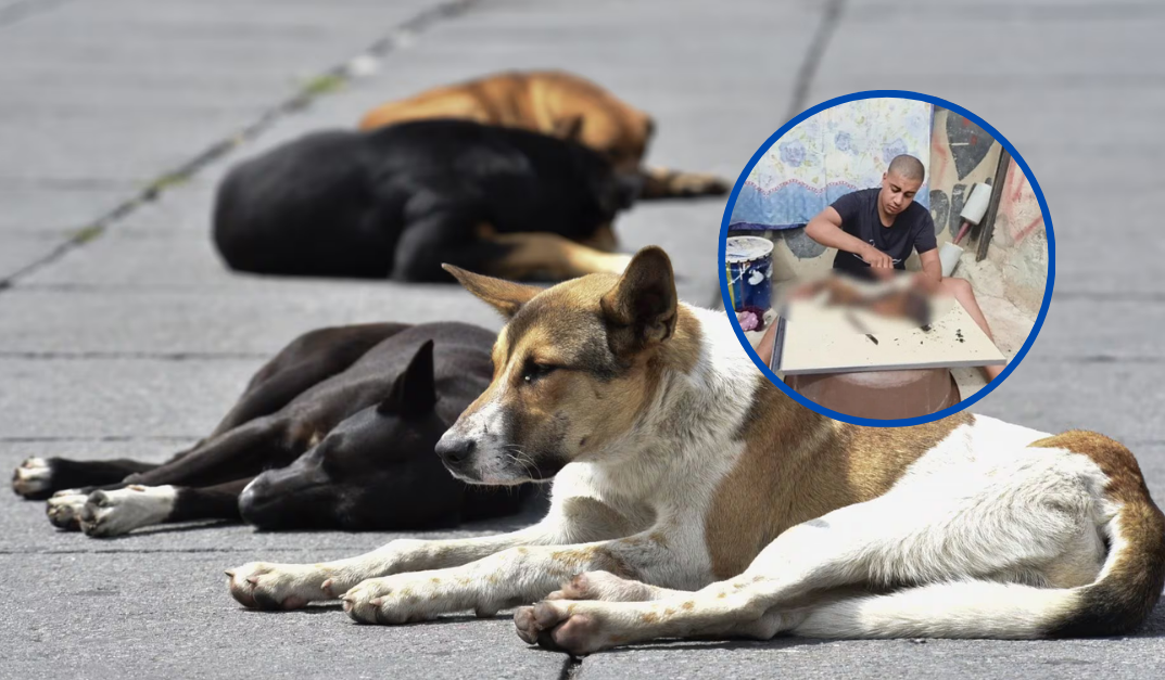 Youtuber controvertido recibe condena de ocho meses de cárcel en Marruecos por cocinar un perro