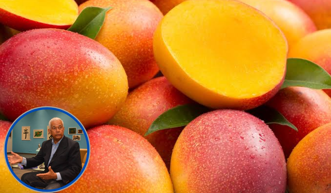 Clúster del Mango insta a evaluar la producción para reanudar exportaciones a EE. UU.