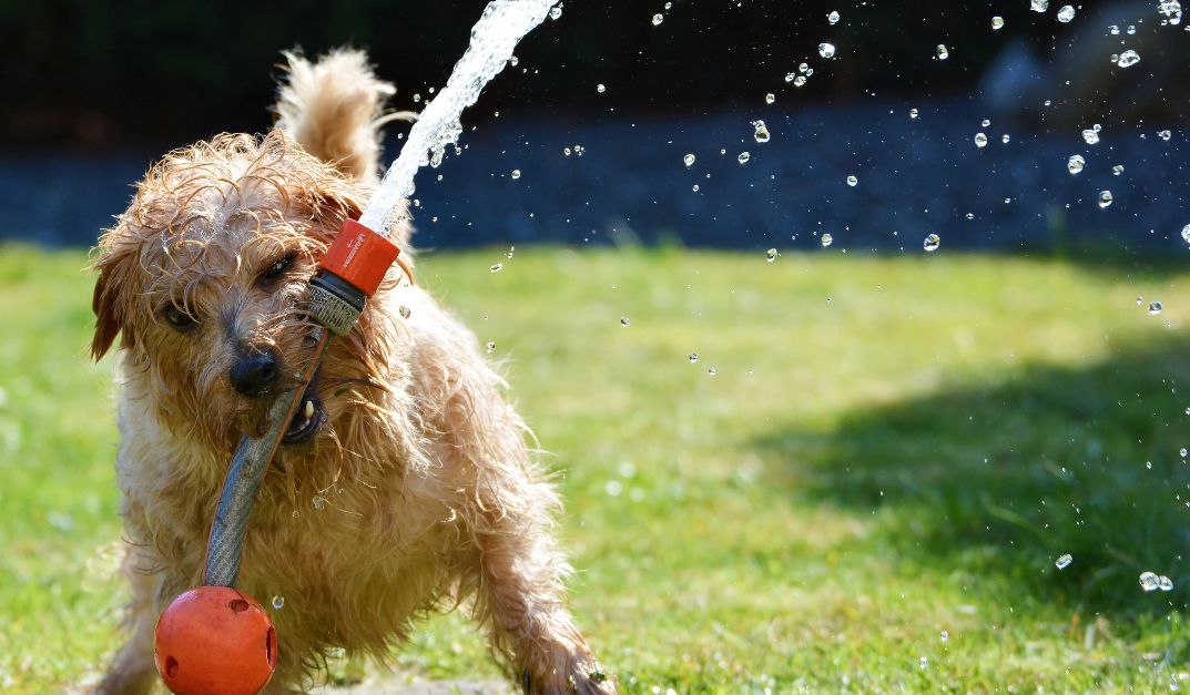 Prevenir el Estrés Térmico en Mascotas: Una Prioridad en Climas Cálidos