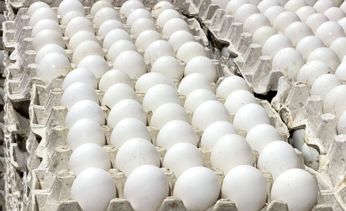 República Dominicana Reanuda Exportaciones de Huevos a Cuba Tras Interrupción Logística