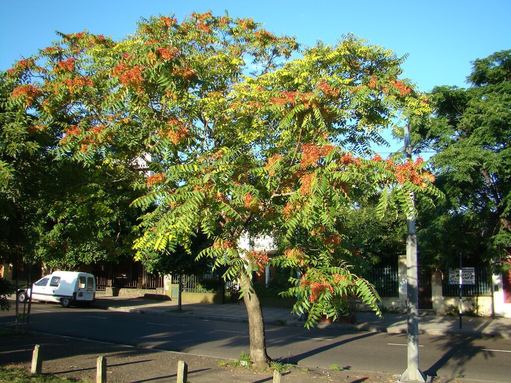 El ailanto: de árbol ornamental a especie invasora que daña infraestructuras en España