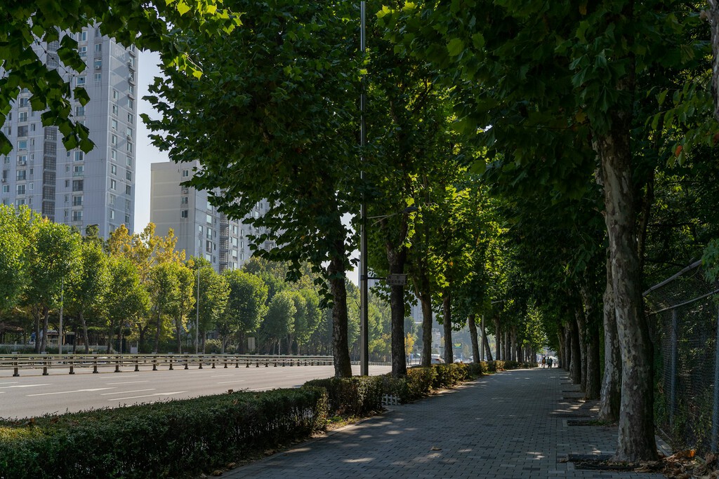 Los bosques urbanos deben ser considerados infraestructura esencial ante la emergencia climática