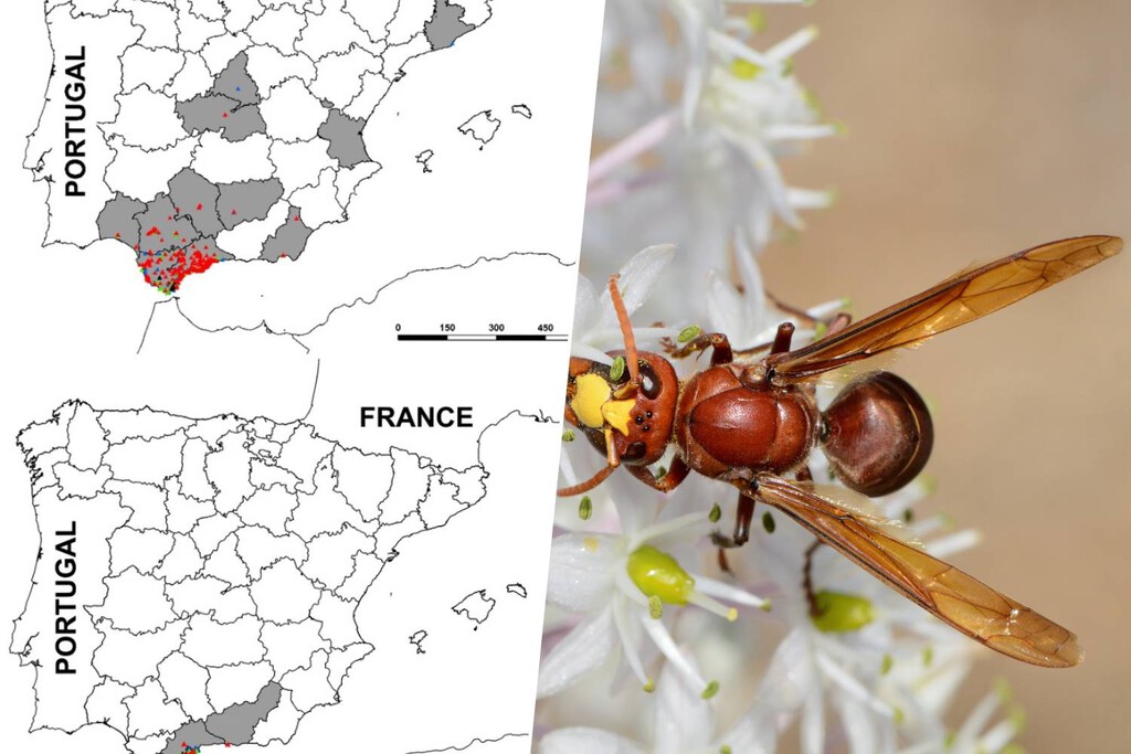 El avispón oriental se expande rápidamente por Andalucía y otras regiones de España, representando una amenaza para las abejas y