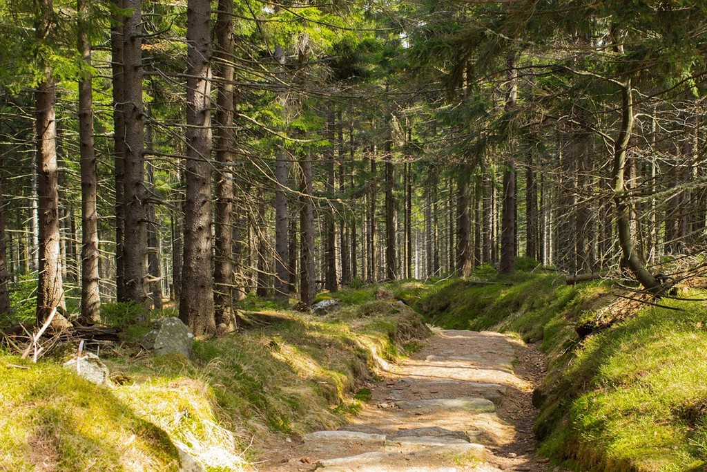Desmintiendo mitos: La verdad detrás de los incendios forestales y la recalificación de terrenos