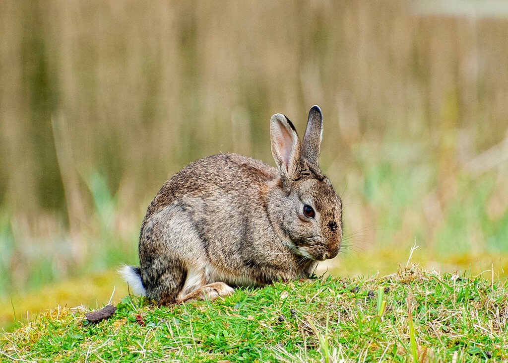 Descubierta una Nueva Especie de Conejo en la Península Ibérica: Implicaciones para la Conservación