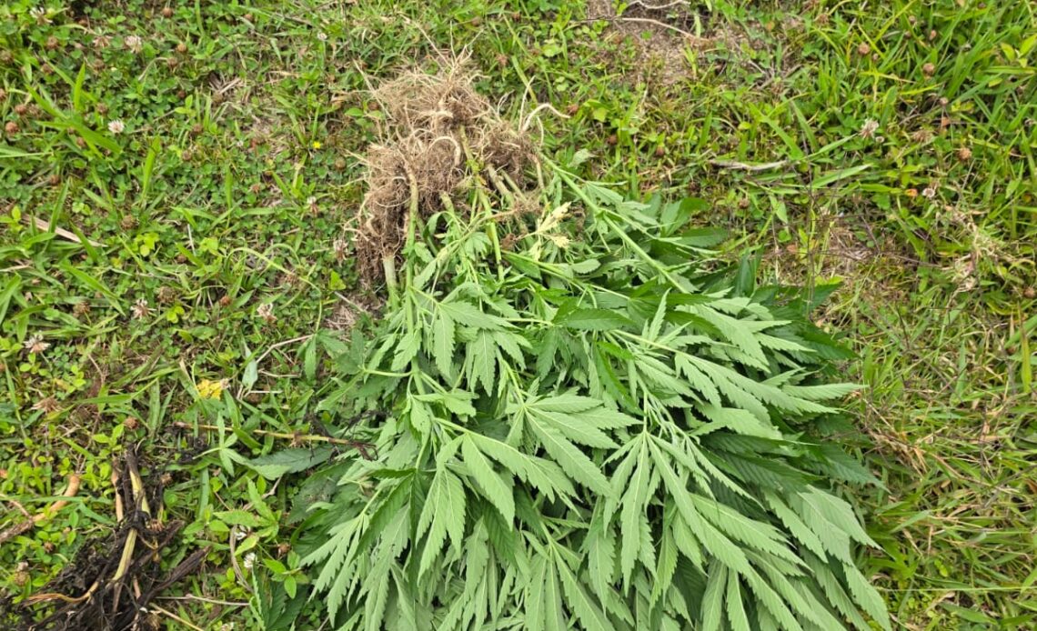 Detenidos dos individuos por cultivo de 45 plantas de marihuana en San José de Ocoa