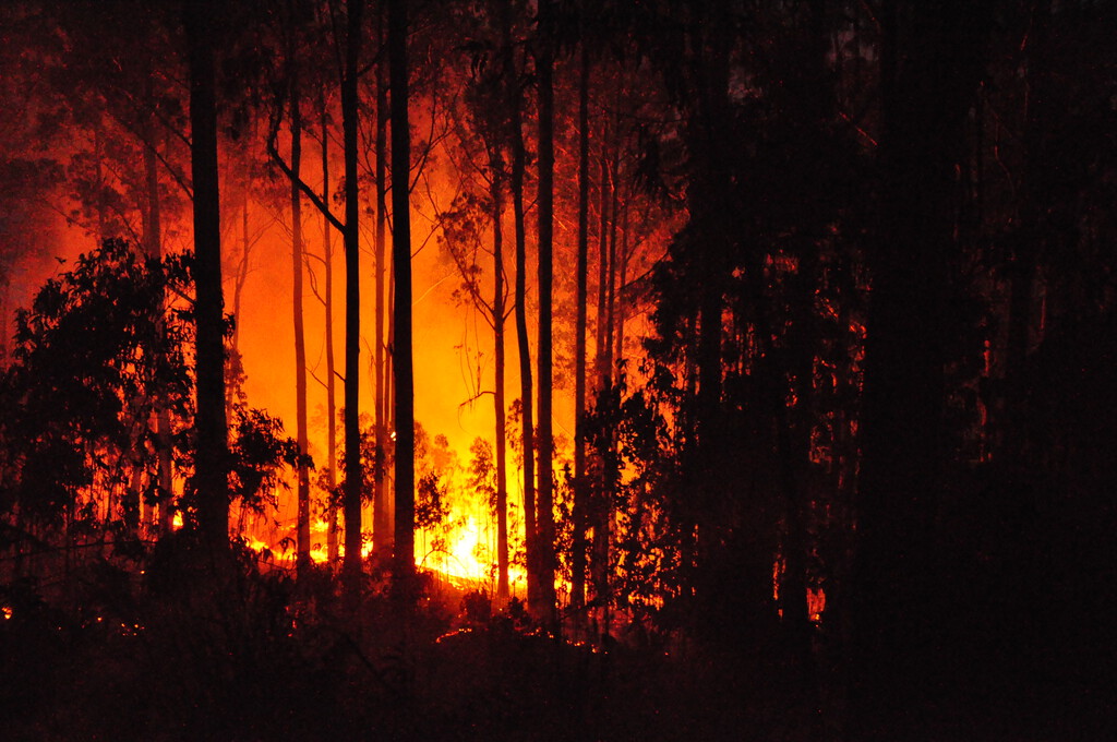 La decisión de Portugal hace 80 años de plantar eucaliptos y su impacto en la propagación de incendios forestales