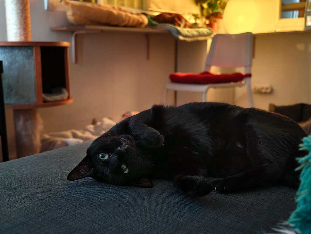 Entendiendo el Comportamiento Felino Nocturno: Por Qué los Gatos Nos Despiertan al Amanecer