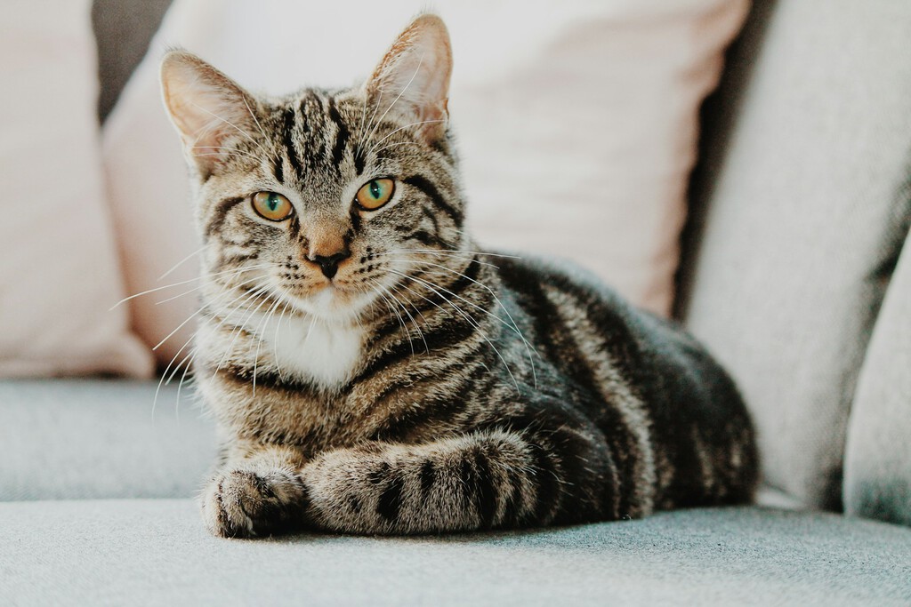 El Impacto del Confinamiento en Gatos Domésticos: Estrés y Alteración de su Naturaleza