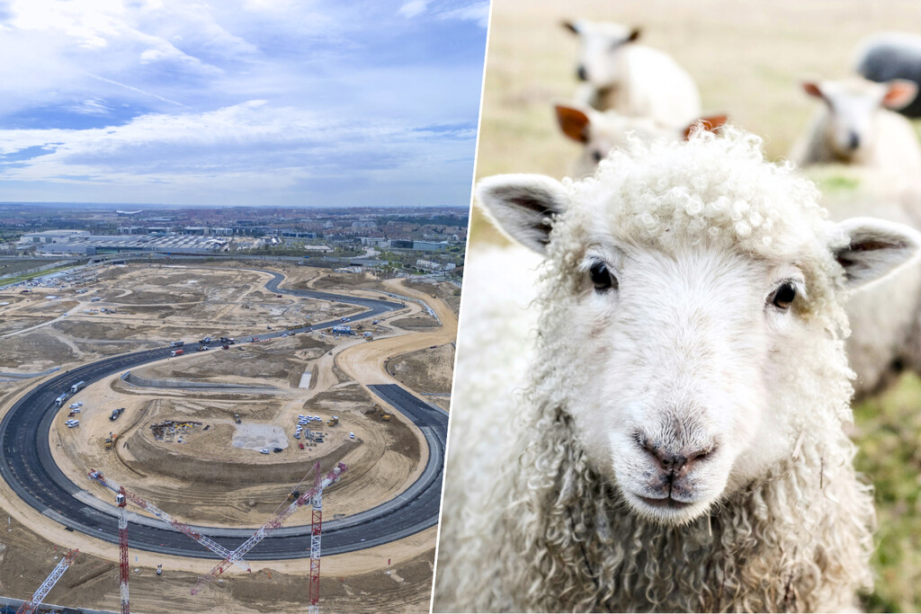 Madrid Enfrenta Desafío por Vía Pecuaria en la Construcción de su Circuito de Fórmula 1