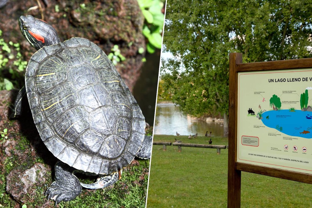 Pamplona enfrenta proliferación del Galápago de Florida en el lago de Mendillorri