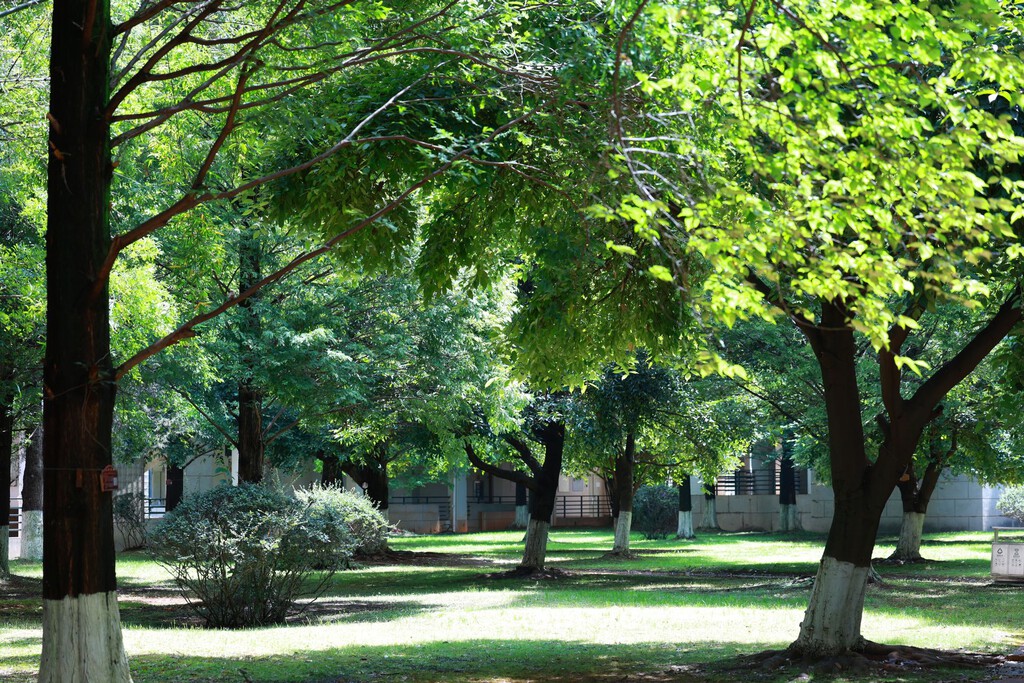Los árboles reducen la sensación térmica hasta 13 grados: un refugio esencial contra el calor urbano