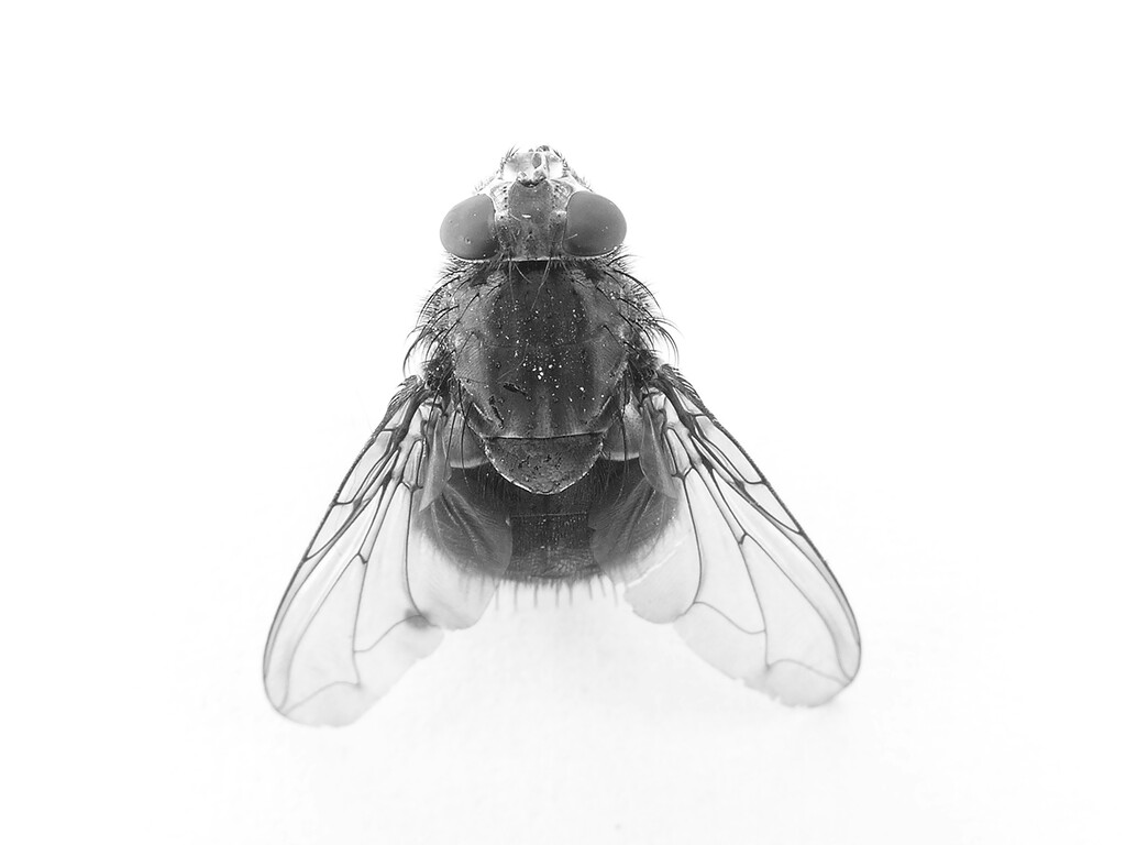 Descubren ocho nuevas especies de jejenes hematófagos en Doñana durante una búsqueda del mosquito del Nilo
