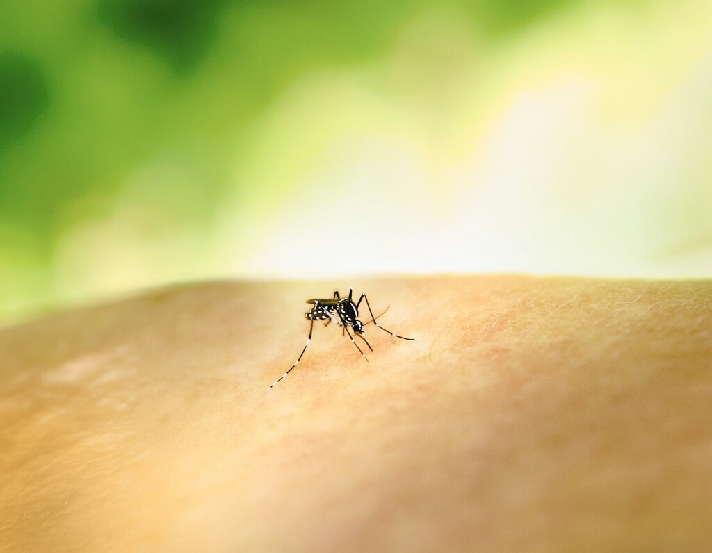 El DEET, un Repelente de Mosquitos, Podría Convertirse en un Atrayente Bajo Ciertas Circunstancias