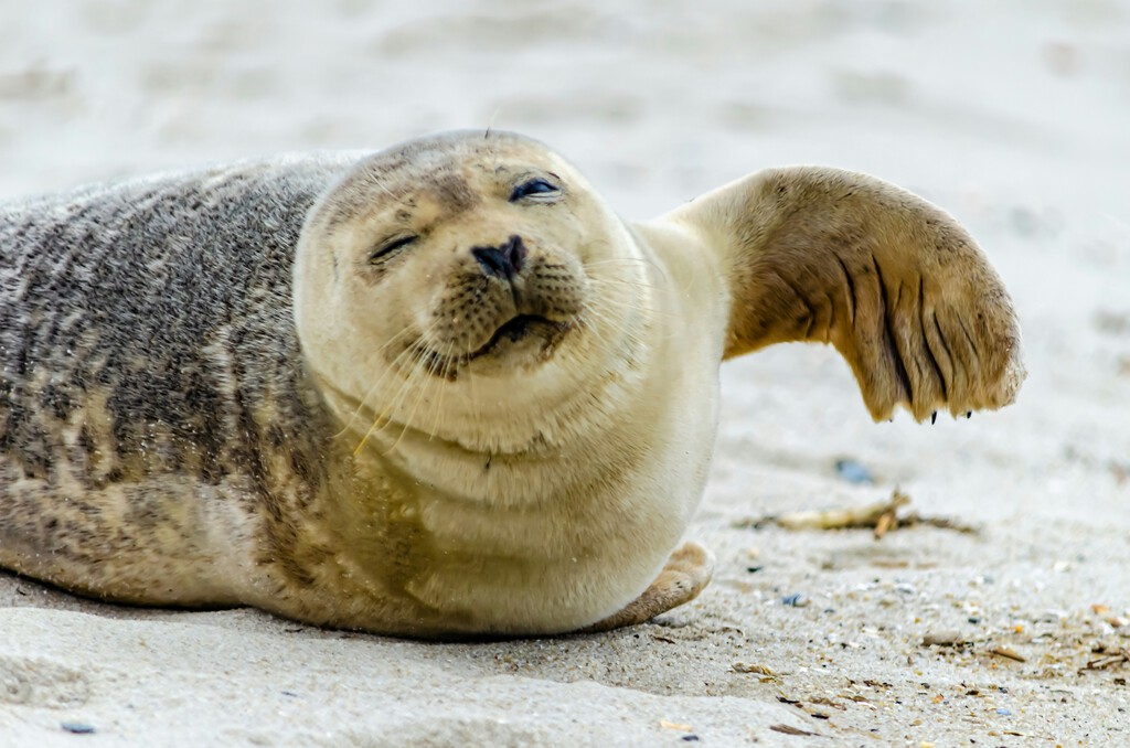Hoover, la Foca que Sorprendió al Mundo al Hablar Inglés con Acento de Maine