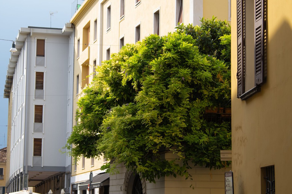 La razón detrás de la omnipresencia del ''árbol de las flores blancas'' en las ciudades españolas
