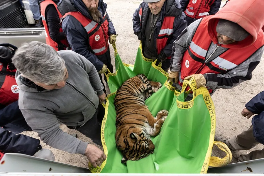 Comienza la reubicación de 30 felinos mayores de Argentina a santuarios en EE. UU. y Sudáfrica