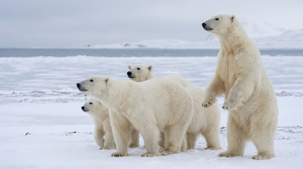 Turista Recibe Multa de Más de US?,000 por Despertar a Oso Polar con Sirena en Noruega
