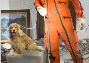 Rescate milagroso: Perrita sobrevive entre ruinas de terremoto
