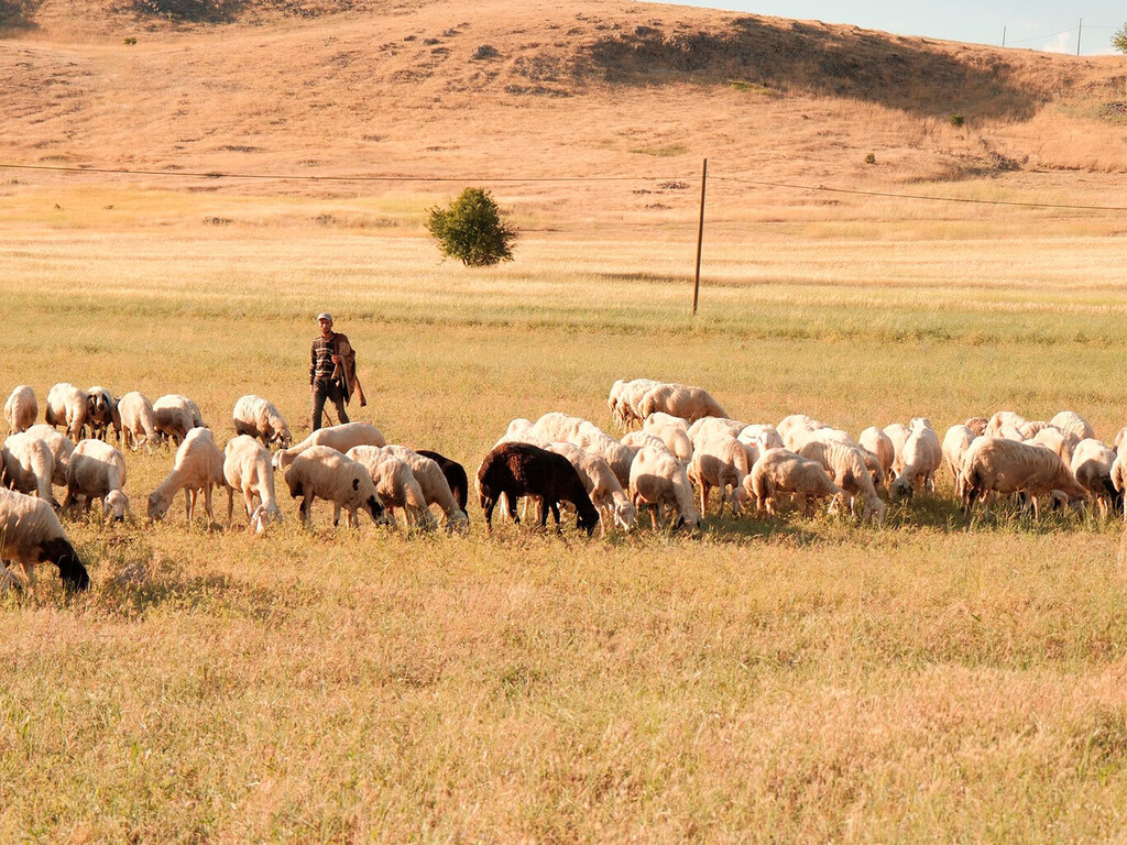 El Calor Extremo Reimprime los Horarios del Campo: Ganaderos y Agricultores Adaptan sus Jornadas en La Rioja