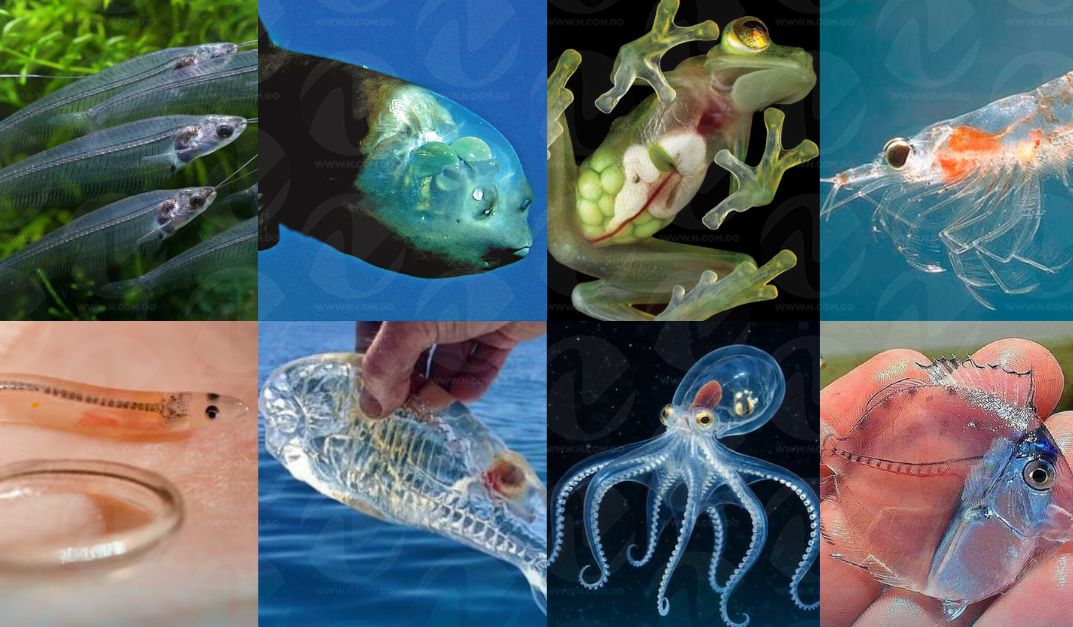 Criaturas Transparentes: La Asombrosa Evolución hacia la Invisibilidad en el Reino Animal