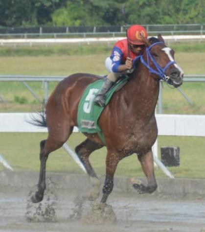 Hipódromo Quinto Centenario: Carreras del Martes con Favoritos Muy Parejos