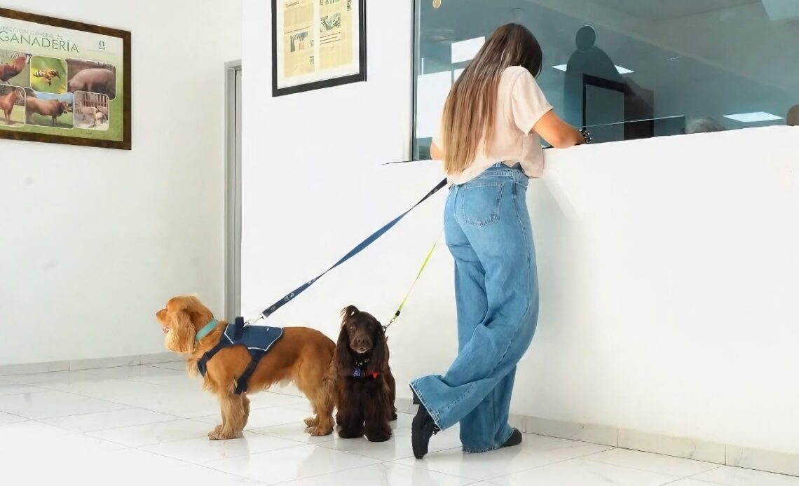 DIGEGA Optimiza y Agiliza Trámites para Viajar con Mascotas