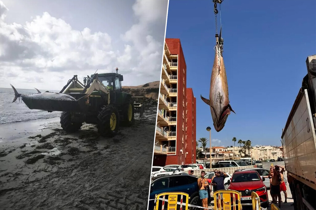 Hallazgo de Atunes Gigantes Varados en Playas de Torrevieja y Pilar de la Horadada Genera Interrogantes