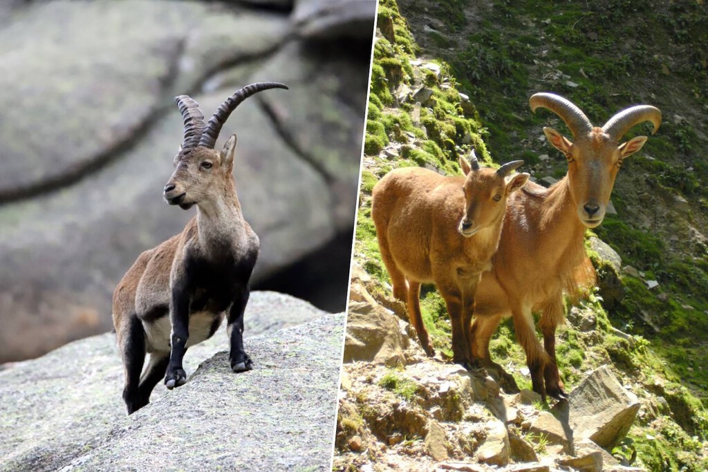 Nuevo estudio del CSIC cuestiona el estatus de "especie invasora" del arruí en España