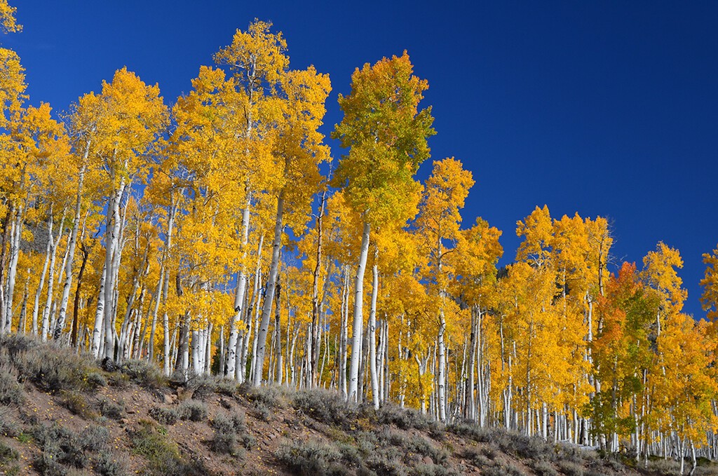 Pando: El Organismo Más Antiguo y Pesado del Planeta, un Bosque que es un Solo Árbol